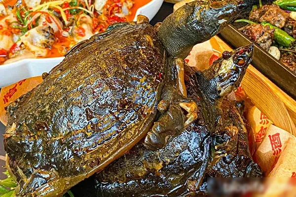 图片[1]-金沙酱甲鱼技术配方和视频教程-配方档案馆