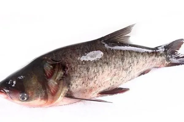 图片[1]-金鲨酱胖头鱼视频教程-配方档案馆